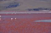 Flamingos se alimentam nas águas vermelhas da Laguna Colorada, no sudoeste da Bolívia